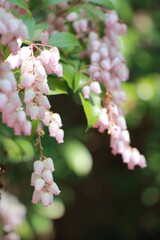 日本の伝統的な石庭　小さなピンクの花