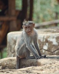 portrait of a monkey