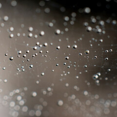 Abstract background with gradients and small round water drops on blurred backdrop with bokeh effect. Spiderweb with delicate threads. Square format