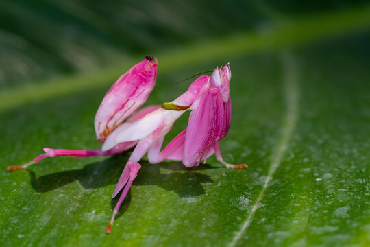 Orchid Mantis Camouflage. The praying mantis on leaf.