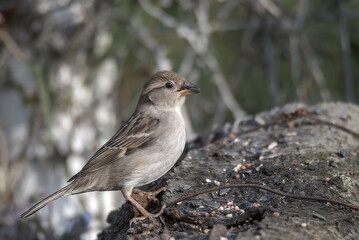sparrow bird sitting on a wood