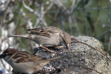 birds couple sparrows resting on a wood