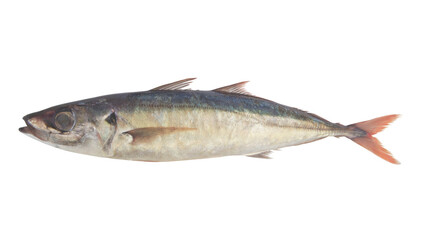 Fresh jack mackerel fish isolated 