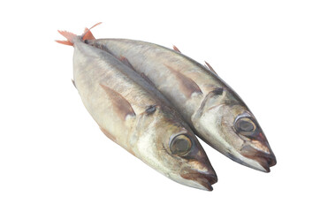 Fresh jack mackerel fishes isolated on white background