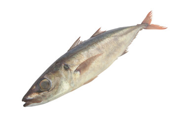 Fresh jack mackerel isolated on white background