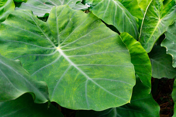 Colocasia esculenta is a tropical plant grown primarily for edible corms,a root vegetable most commonly known as taro, kalo, dasheen or godere.Used as vegetables for their corms, leaves, and petioles. © Rupendra143