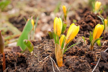 Yellow crocuses in a forest glade. Through the dry grass sprouts new young grass.first spring flowers.Scenic view of blooming crocuses growing in spring garden. crocus blossom