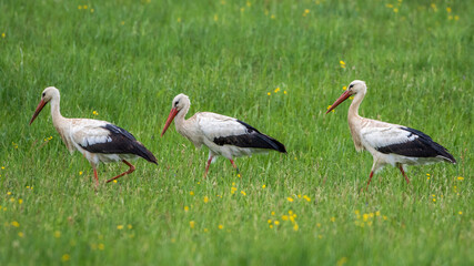 Weißstorch (Ciconia ciconia)