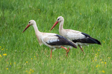 Weißstorch (Ciconia ciconia)