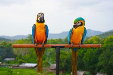 Plakat Two Blue-and-yellow macaw (Ara ararauna), also known as the blue-and-gold macaw is a large South American parrot on wooden perch. One bird preens itself feathers.