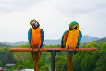 Fototapeta na wymiar Two Blue-and-yellow macaw (Ara ararauna), also known as the blue-and-gold macaw is a large South American parrot on wooden perch. One bird preens itself feathers.