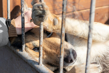 Portrait of a dog in a cage in a dog shelter. Caretaker strokes the animal. Close-up.