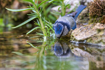 Blaumeise (Parus caeruleus)