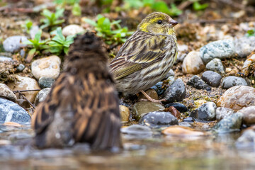 Girlitz (Serinus serinus) Männchen