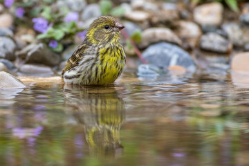 Girlitz (Serinus serinus) Männchen