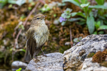 Zilpzalp (Phylloscopus collybita)