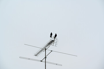 jackdaw sitting on antenna a grey day