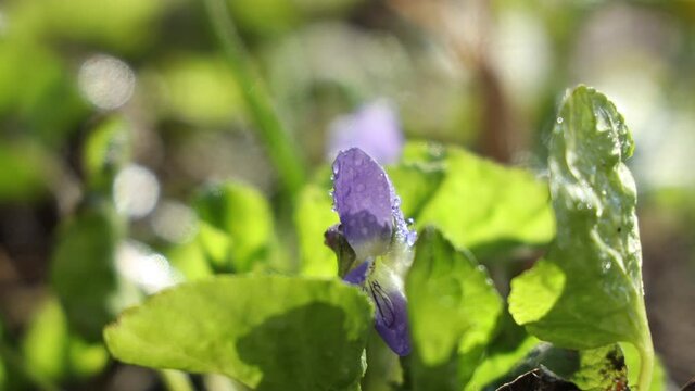 Blue blooming wood violet in the forest background.