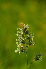 Blühendes wildes Gras (Gräser / Wildgräser) mit Pollen freigestellt im Frühling vor einer grünen Wiese im Hintergrund