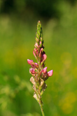 Blume, wildes Gras, Gräser im Frühling blühend mit rosa Blüten vor einer grünen Wiese freigestellt