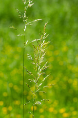 Wildes, blühendes Gras / Gräser freigestellt vor einer grünen natürlichen Frühlingswiese im Hintergrund (Wildgräser)