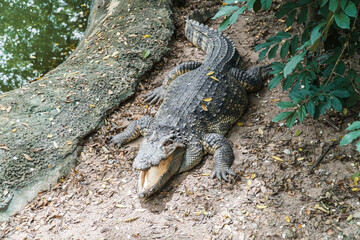 Crocodile sunbathing on the ground beside a swamp at a zoo in Thailand.