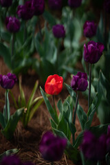 Red and deep purple tulips at Table Cape, Wynyard Tulip Festival, Tasmania