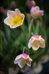Fototapeta premium Mixed yellow and white tulips at Table Cape, Wynyard Tulip Festival, Tasmania
