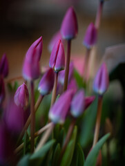 Naklejka premium Wynyard Tulip Festival, Tasmania