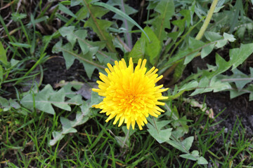 A close-up of a yellow flower of a common dandelion © E-lona