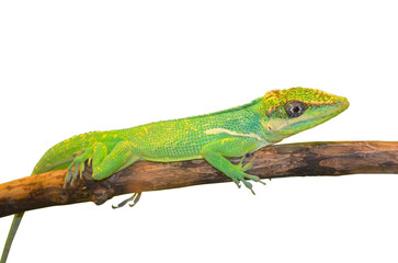 green lizard isolated on white background