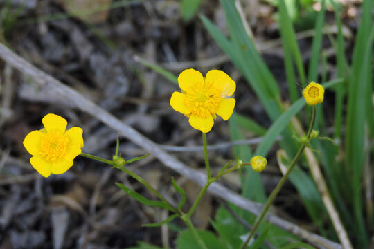A close-up of lesser spearwort yellow flowers, buds and green leaves