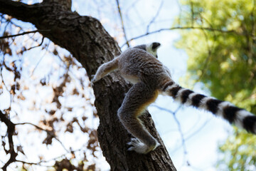 funnyring tailed lemur sitting on a tree in the park