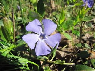 Pink flowers in green grass. Spring time. Sunny day.