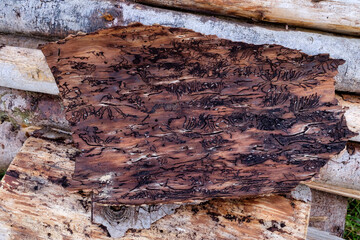 Stück einer braunen Baumrinde mit Spuren des Borkenkäfer / Buchdrucker (Schädling im Wald)