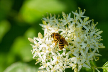 Eine Biene sammelt Pollen Honig auf den Blüten der Gartenpflanze Hartriegel