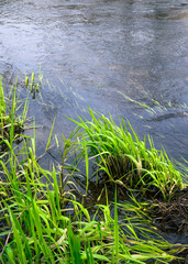 Young green grass with dried one near a creek. Small flow breaks the smooth water surface.