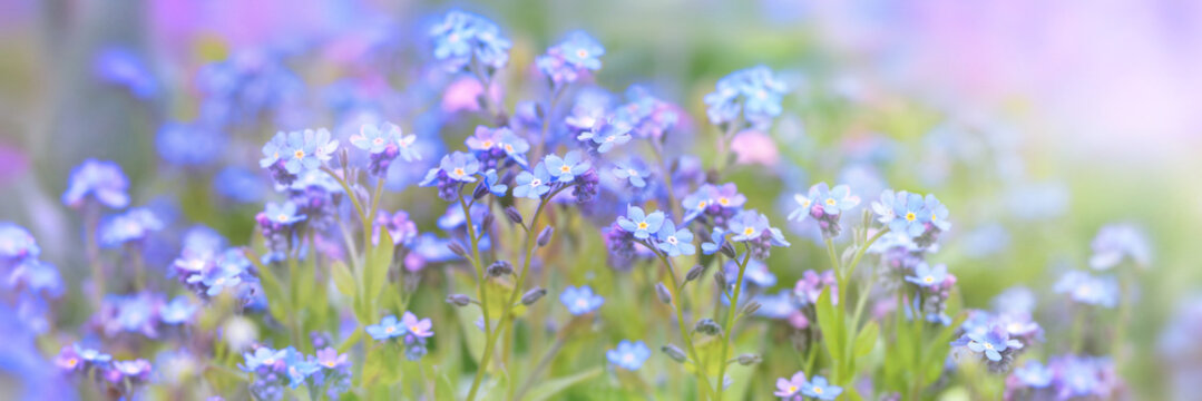 Little blue spring flowers, veronica speedwell. Springtime garden with beautiful blue flowers.
