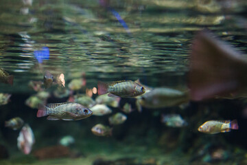  tropical fish in the aquarium