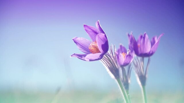 Wild violet crocuses on the meadow against the blue sky. Macro image, shallow depth of field. Flower sways in the wind. Beautiful spring nature background. 4k