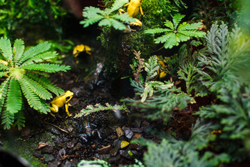 Small bright tropical frogs in a terrarium