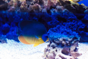 Naklejka na ściany i meble tropical fish in the aquarium