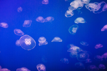 small jellyfish in the aquarium of the Oceanarium