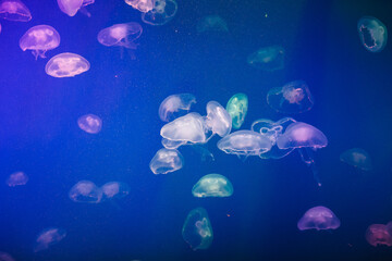 Fototapeta na wymiar small jellyfish in the aquarium of the Oceanarium