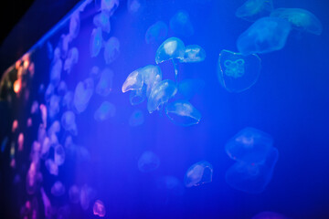 small jellyfish in the aquarium of the Oceanarium