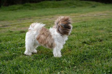 Cute adorable Shih Tzu dog standing with windy hair on  grassland and waiting for someone