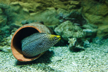  Moray eel in a large aquarium
