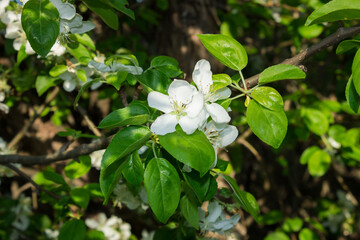The apple tree in blossom (lat. Malus domestica), of the rose family.