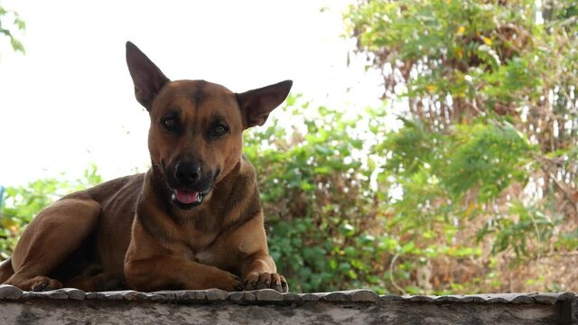 A dog on the street. Unvaccinated dogs at street are at the highest risk for rabies infection.