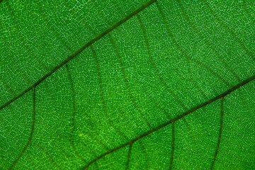 Green leaf texture background - obrazy, fototapety, plakaty